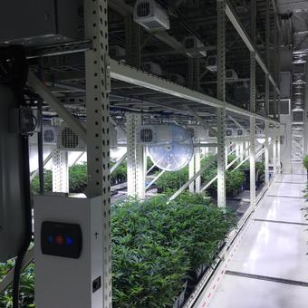 Sistemas de cultivo vertical de cannabis para vegetación y salas de floración