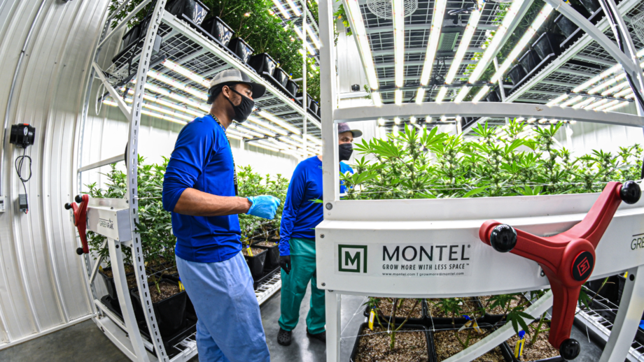 How did Montel's mobile vertical grow rack system help Harbor Farmz maximize their facility??