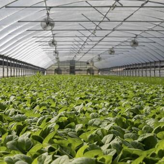 Greenhouses: Harmonizing Tradition + Innovation